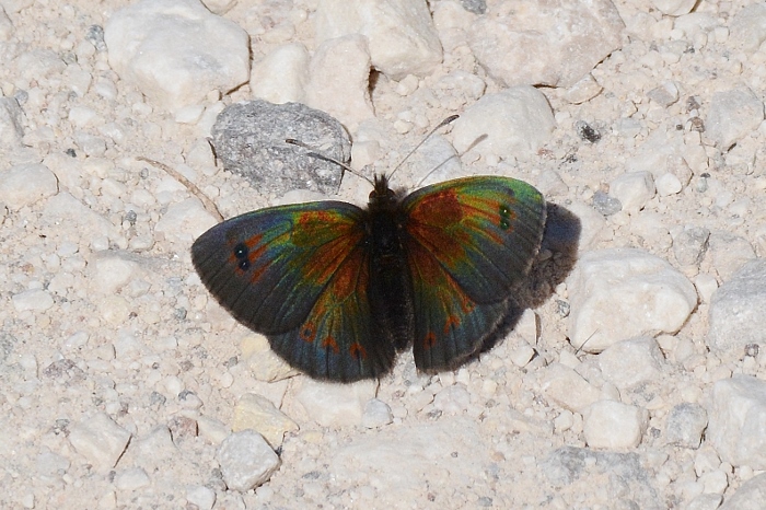 Erebia cassioides ?  S !